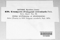 Uromyces polygoni-avicularis image